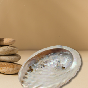 Coquille d'Ormeau naturelle