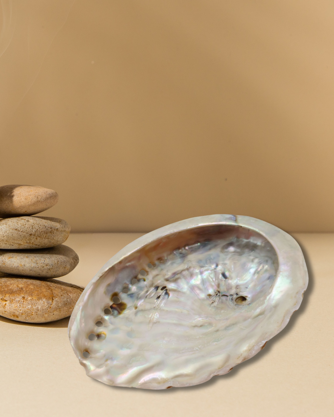 Coquille d'Ormeau naturelle